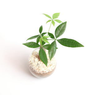 観葉植物