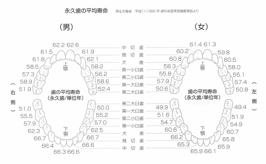 歯