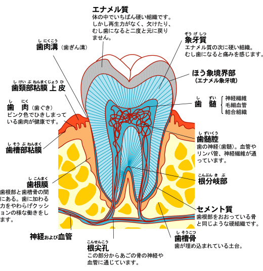 歯の構造