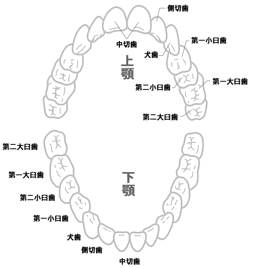 歯の名称と位置