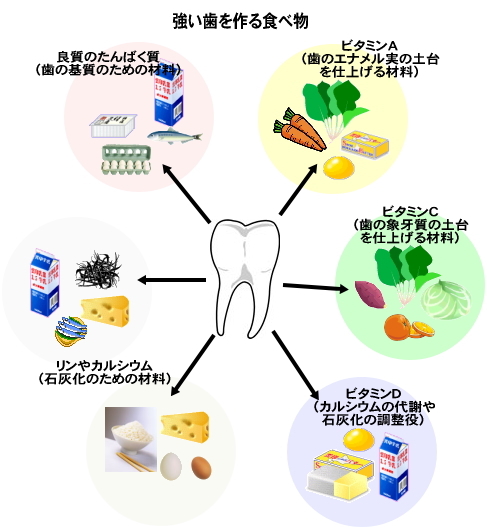 歯と食物（栄養）