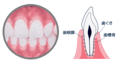 健康な歯ぐき
